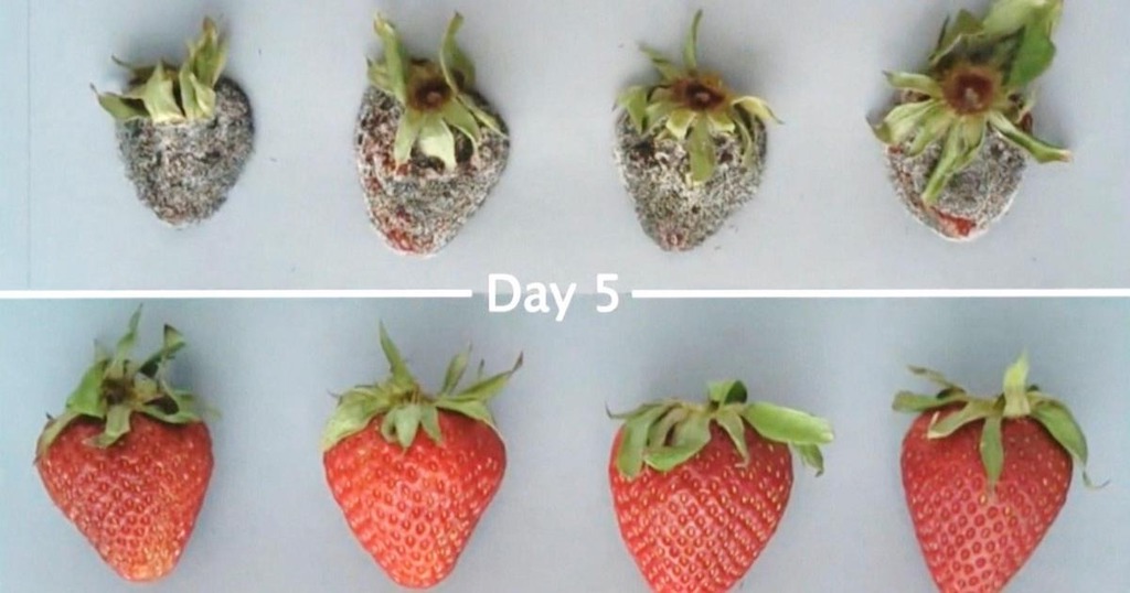 Solution Apeel contre le gaspillage alimentaire